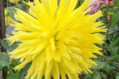 36-Glencoe-Lemonade