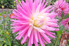 44-Sungates-Malva