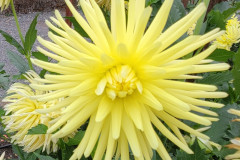 51-Jackies-Limoncello