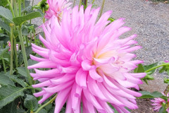 53-Narrows-Lilly