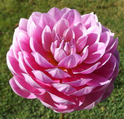 Class 1-1st-Place-S.Molly-Sandy-Boley