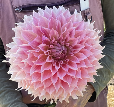 Class-1-2nd-Place-Kristine-Albrecht