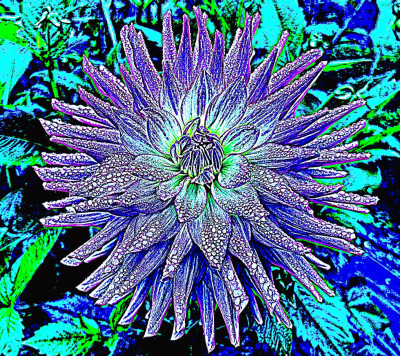 Class-10-2nd-Place-Blue-Dahlia-Anne-Maria-Jacobson