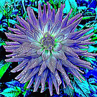 Class-10-2nd-Place-Blue-Dahlia-Anne-Maria-Jacobson
