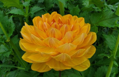 Class-2-1st-Place-Holly-Hill-Honey-Gold-Kay-Mackey