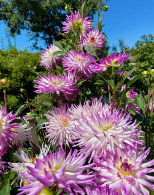 Class-3-2nd-Place-Clearview-Cameron-Quamrun-Eldridge