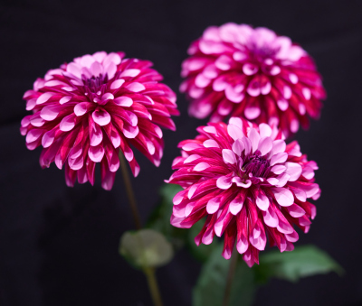 Class-3-3rd-Place-Courtney-Solen