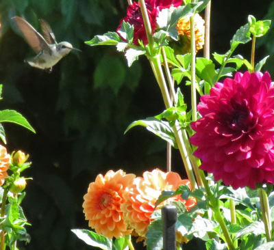 Class-8-1st-Place-Hummer-suspended-Kathleen-Brinkman