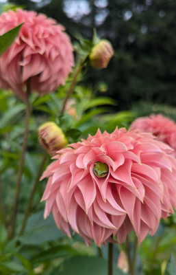 Class-8-HM-Hide-and-Seek-Froggy-Christine-Tareen