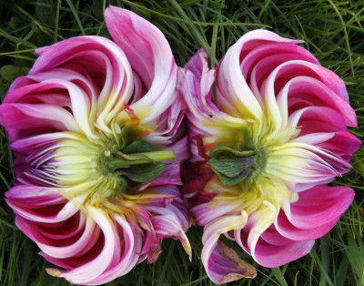 Class-9-HM-Bisected-NOvelty-Sandy-Boley