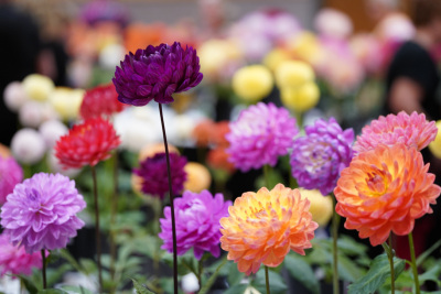 Class 3 - HM-Laia-Solen