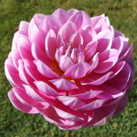 Class 1-1st-Place-S.Molly-Sandy-Boley