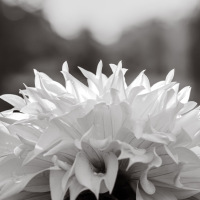 Class-10-HM-Darcy-Dawson