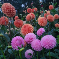 Class-3-1st-Place-Monte-Cangiamilla