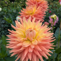 Class-3-2nd-Place-Christine-Tareen-AC-Ben