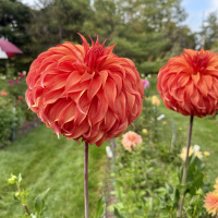 Class-3-3rd-Place-Darcey-Miller