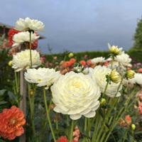 Class 3 - HM - Allison Lingbloom