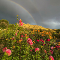 Class-4-1st-Place-Lori-Bell