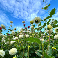 Class-4-HM-Anne-Maria-Jacobson-Garden-of-Bowen