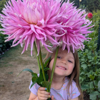 Class-7-1st-Place-Christine-Tareen-Dahlia-Umbrella-2