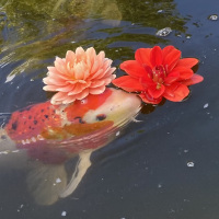Class-8-1st-Place-Hanna-Abrahamson-Sugoi-the-Koi