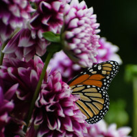 Class-8-3rd-Place-Catherine-Luce