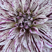 Class-9-2nd-Place-Genevieve-Ralston