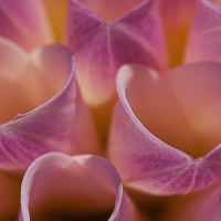 Class-9-HM-Erica-Lawrenz