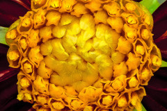 Class 9, 3rd Place, Verrone's Obsidian by Ann Kameoka