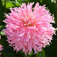 Allen's Pink Treasure at Bonneyville TG