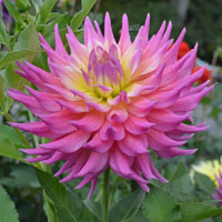 Clearview Pastelle at Bonneyville Trial Garden