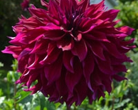 Allen's High Voltage at Bonneyville TG