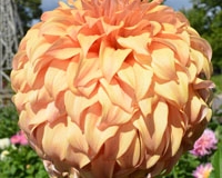 JS Jenny at Bonneyville TG