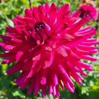 Carmen John's Miracle 