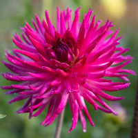 Sandia Bewitched