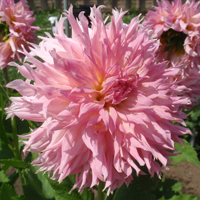 Allen's Pink Treasure at Canby TG