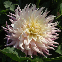 Clearview Pastelle at Canby TG