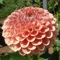 CLearview Peachy at Canby TG