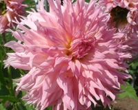 Allen's Pink Treasure at Canby TG
