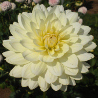 CHi Mon Cher-e in Canby Trial Garden