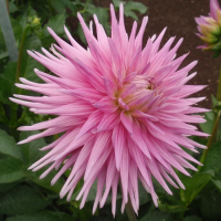 Clearview Carol Marie in Canby Trial Garden