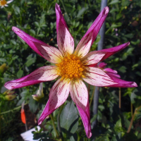 Felida Mardi Gras in Canby Trial Garden