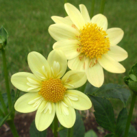 Kelsey Tinker in Canby Trial Garden