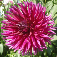 River's Spikey Norm in Canby Trial Garden