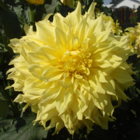 Sandia Fluffy in Canby Trial Garden