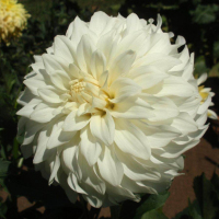 Skipley Frost in Canby Trial Garden