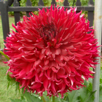 Felida Splendor.