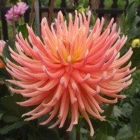 Hollyhill Peachy Keen