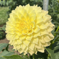 TG-10-Clearview-Janet