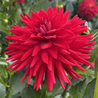 TG-14-Baron-MI-Bryce